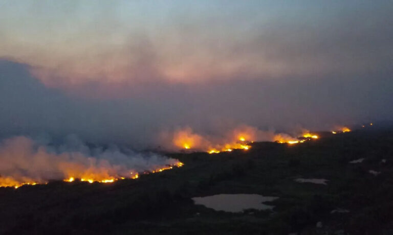 Incêndios no Pantanal: maior planície alagada do mundo está se tornando mais seca, inflamável e hostil para vários animais