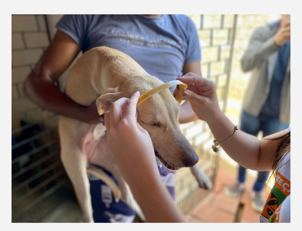 Centec e Sepa lançam programa de encoleiramento e proteção animal