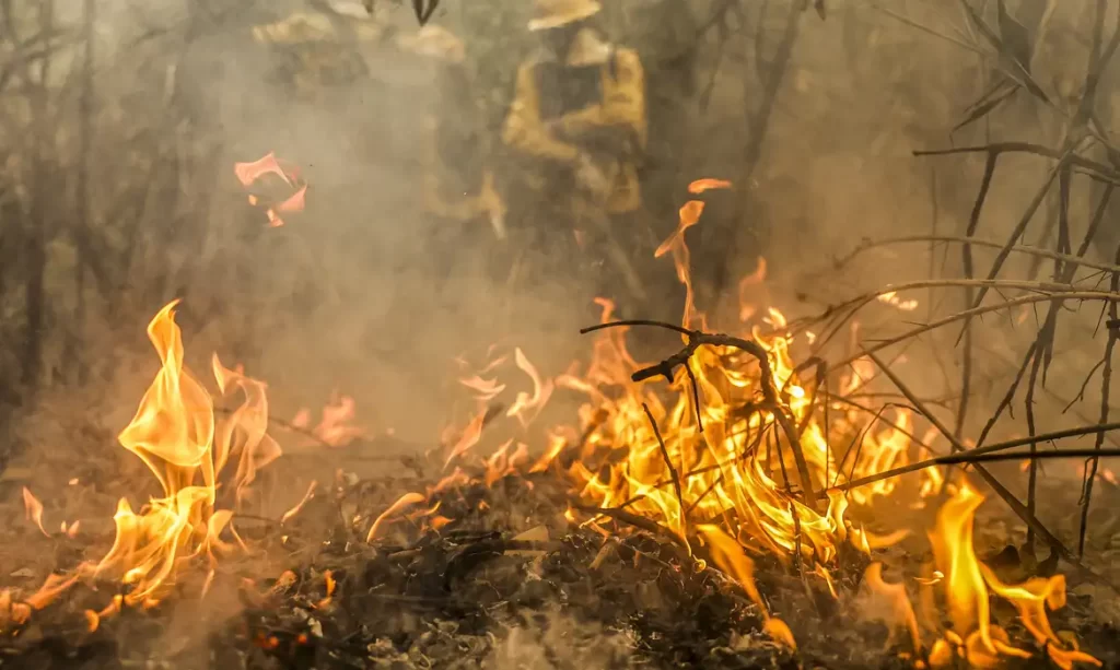 Polícia Federal investiga focos de incêndio no Pantanal