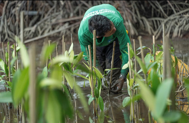 COP16: Última chance para salvar a natureza? Especialistas discutem soluções