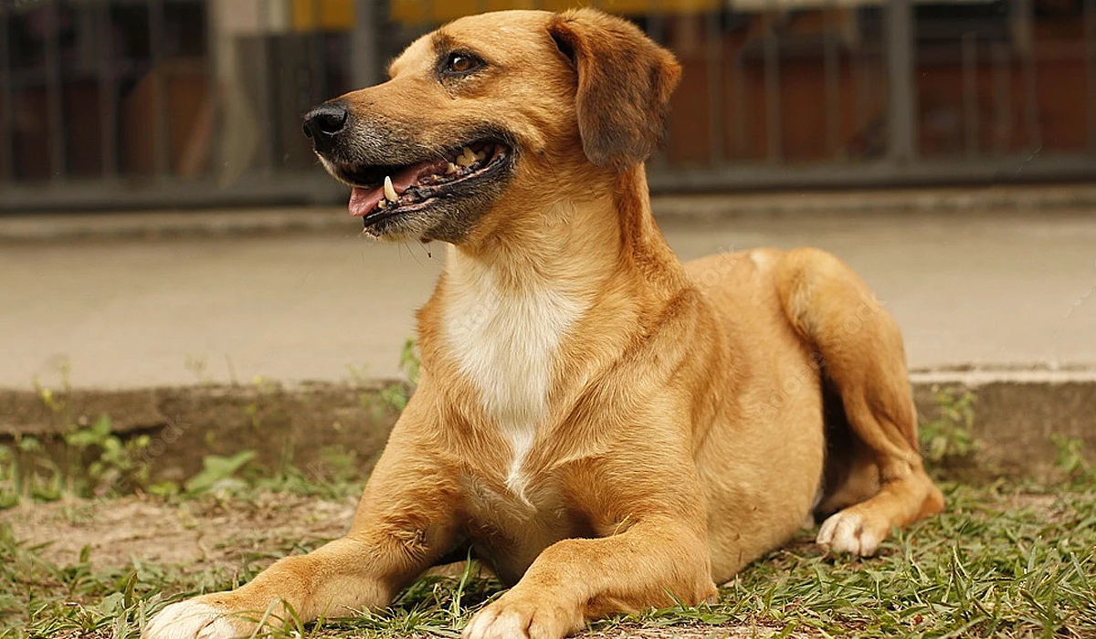 RG para pets poderá ser emitido em 2025