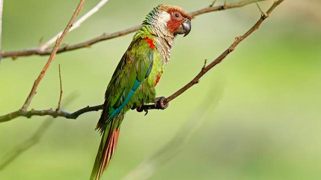 Periquito Cara-Suja retorna à Caatinga no Ceará