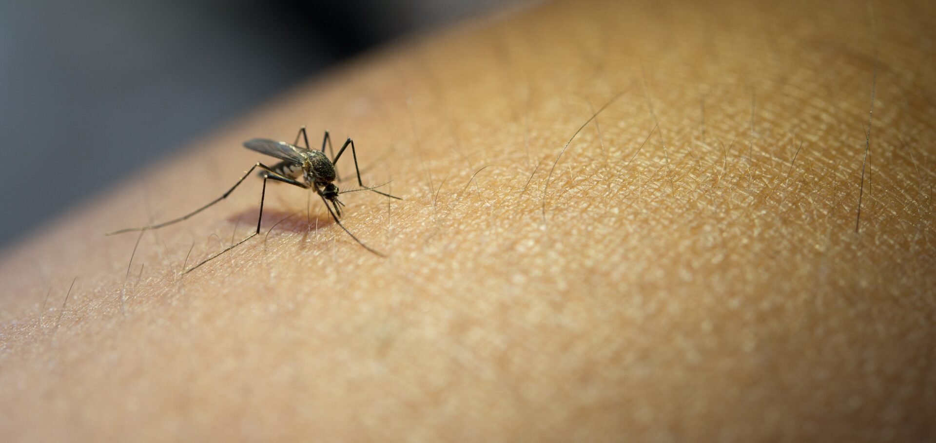 close up mosquito sucking blood from human arm