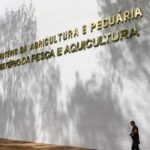 Brasil investiga surtos respiratórios em aves