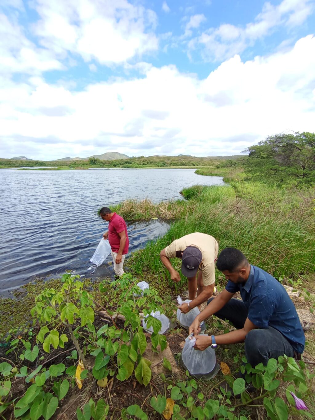 Açudes recebem peixamento na cidade de Canindé 1 peixamento