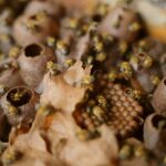 Experiências cearenses integram Rota do Mel federal e fortalecem apicultura no semiárido