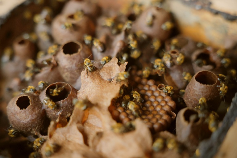 Experiências cearenses integram Rota do Mel federal e fortalecem apicultura no semiárido