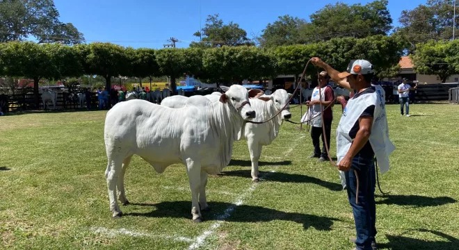 Expocrato 2025: especialista detalha critérios de julgamento de bovinos da raça Nelore