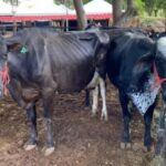 Expocrato já tem 95% dos espaços de animais reservados, diz coordenador agrícola da feira