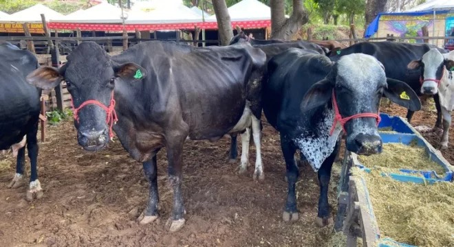 Expocrato já tem 95% dos espaços de animais reservados, diz coordenador agrícola da feira