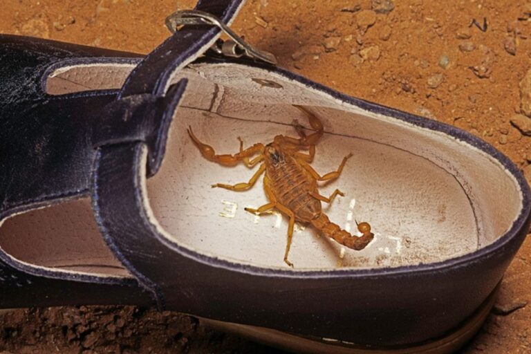 Encontrei um escorpião em casa: biólogo explica como agir com segurança e quando chamar dedetização