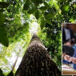 Lula anuncia aporte de US$ 1 bilhão no Fundo de Florestas Tropicais para Sempre e defende liderança pelo exemplo