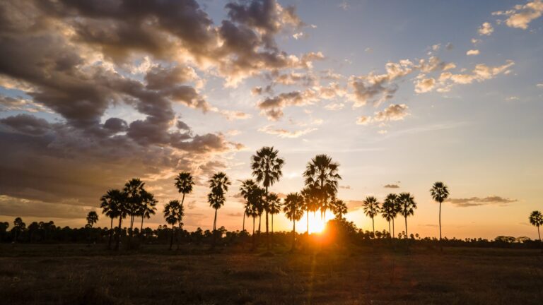 Carnaúba e desenvolvimento sustentável