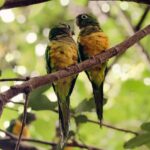 Governo do Ceará lança Plano de Ação Territorial para proteger espécies ameaçadas nos sertões cearenses -EDITORIA CEARÁ