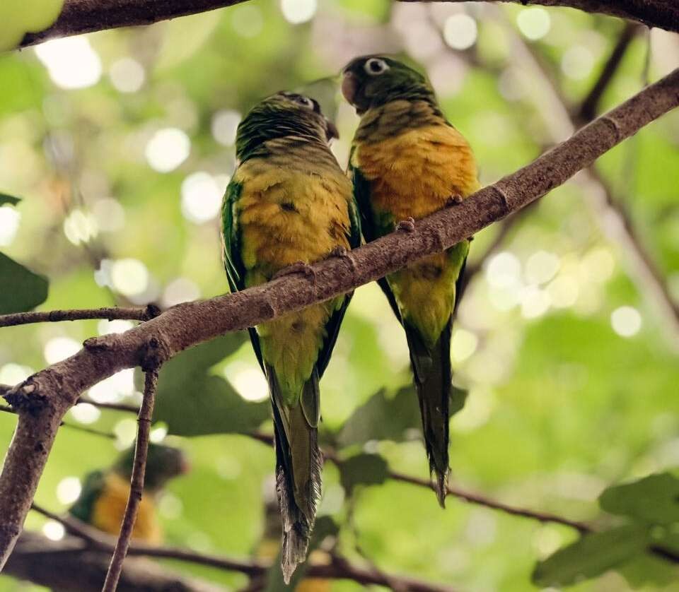 Governo do Ceará lança Plano de Ação Territorial para proteger espécies ameaçadas nos sertões cearenses -EDITORIA CEARÁ