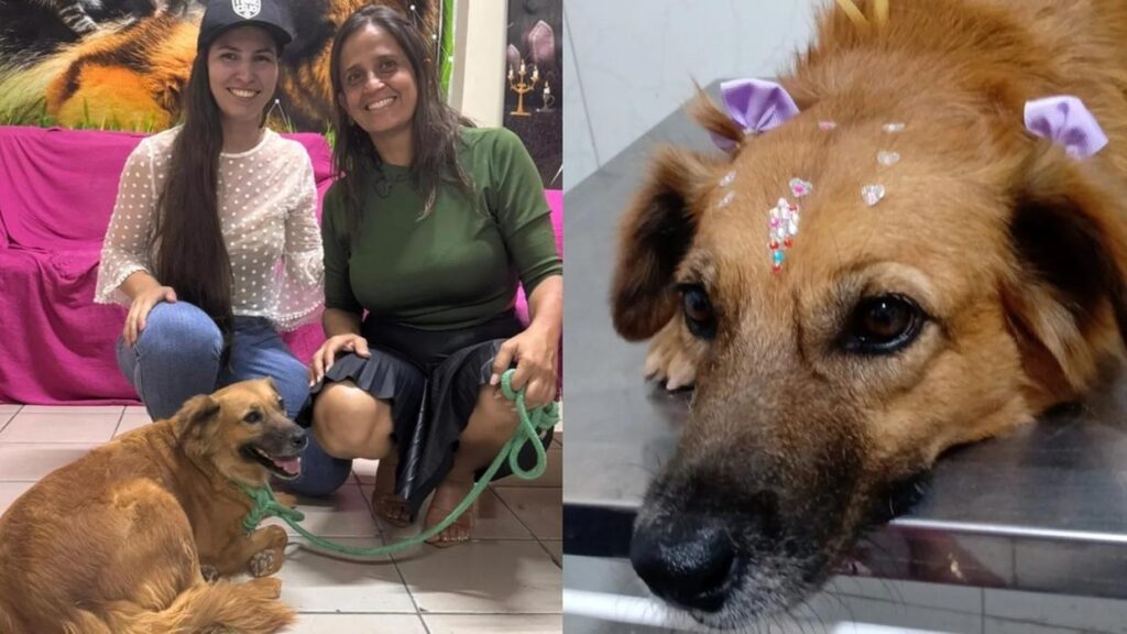 Cadela Bia, agredida com pedaço de madeira em Juazeiro do Norte, se recupera após resgate e internação