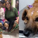 Cadela Bia, agredida com pedaço de madeira em Juazeiro do Norte, se recupera após resgate e internação
