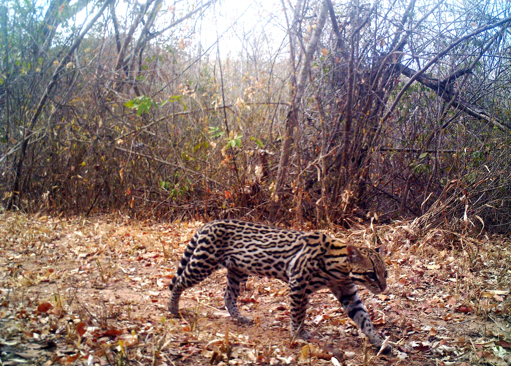 Jaguatirica