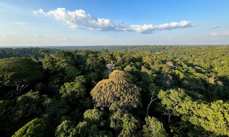 COP30 em Belém: entenda o que é, quando acontece e os temas que serão debatidos sobre o futuro do clima