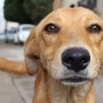 Juazeiro do Norte lança campanha natalina para adoção de cães e gatos no Centro de Zoonoses