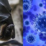 Vírus Nipah acende alerta na Ásia; entenda o que é a doença e por que o risco de pandemia é considerado baixo