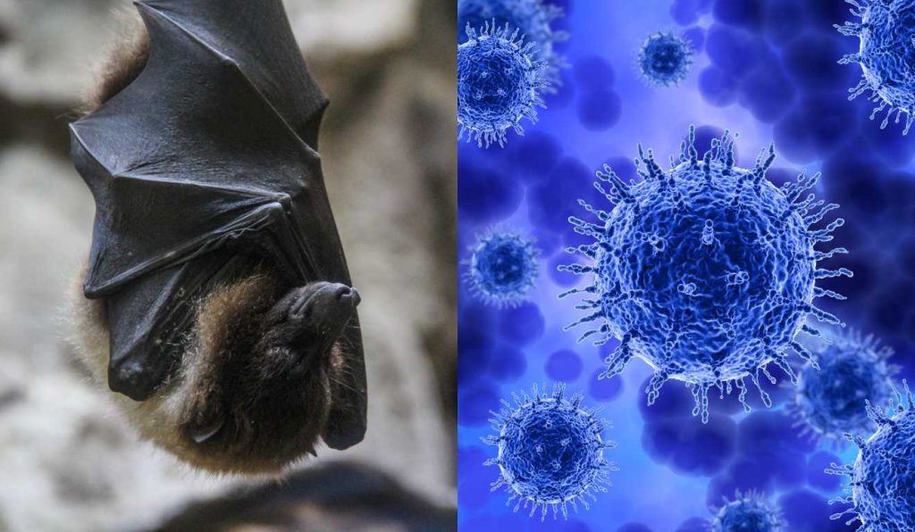 Vírus Nipah acende alerta na Ásia; entenda o que é a doença e por que o risco de pandemia é considerado baixo