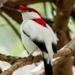 Oito animais que só existem no Ceará estão ameaçados de extinção, alerta Livro Vermelho