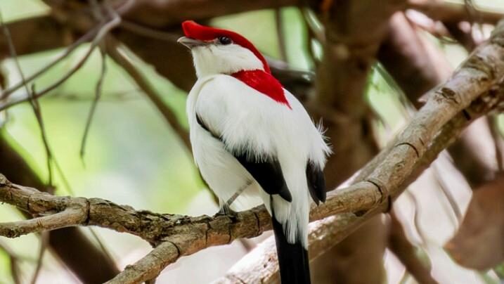 Oito animais que só existem no Ceará estão ameaçados de extinção, alerta Livro Vermelho