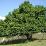 Árvore do juá é reconhecida como patrimônio natural, cultural e símbolo oficial de Juazeiro do Norte