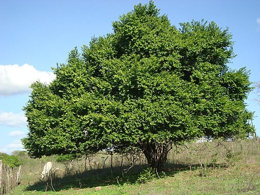 Árvore do juá é reconhecida como patrimônio natural, cultural e símbolo oficial de Juazeiro do Norte