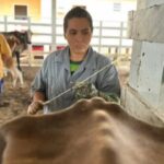 Várzea Alegre lança programa de inseminação artificial para atender 100 produtores e mil animais