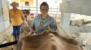 Várzea Alegre lança programa de inseminação artificial para atender 100 produtores e mil animais