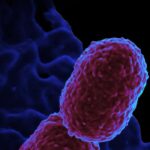 Hospital de Campinas restringe atendimento após identificar bactéria KPC em pacientes da UTI