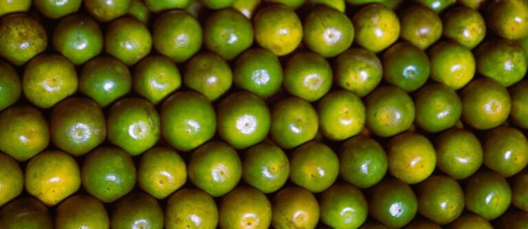 Ceasa-CE destaca boa safra da laranja e preços atrativos no mercado atacadista