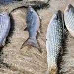 Governo suspende pesca da tainha por arrasto de praia após atingir 90% da cota nacional