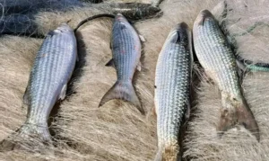 Governo suspende pesca da tainha por arrasto de praia após atingir 90% da cota nacional