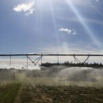 Plantação de café em área de pesquisa agrícola