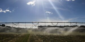 Plantação de café em área de pesquisa agrícola
