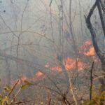Fumaça e chamas avançam sobre vegetação durante incêndio florestal