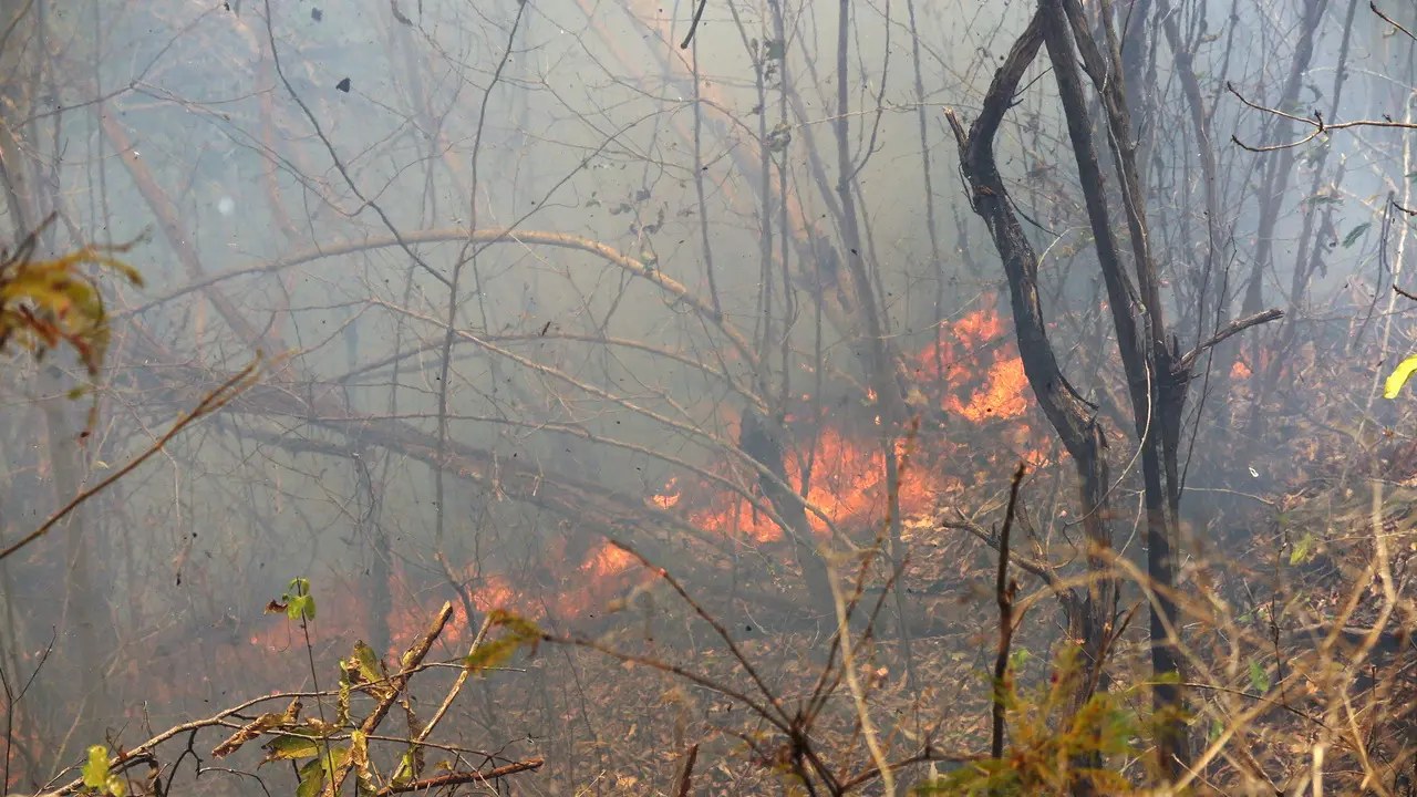 Fumaça e chamas avançam sobre vegetação durante incêndio florestal