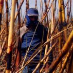 Trabalhador rural em plantação de cana-de-açúcar