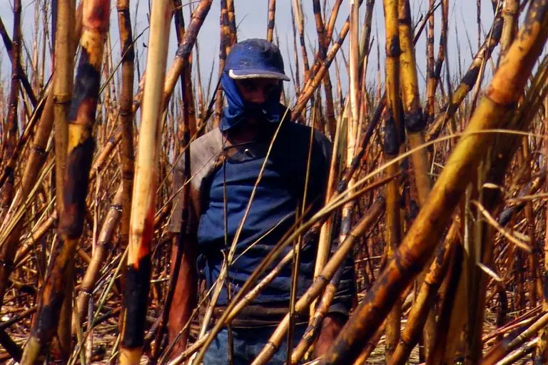 Trabalhador rural em plantação de cana-de-açúcar