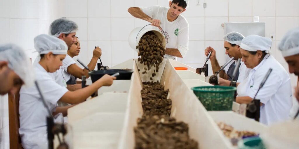 Trabalhadores processam castanhas em uma cooperativa de produção sustentável