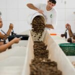 Trabalhadores processam castanhas em uma cooperativa de produção sustentável
