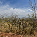 Paisagem da Caatinga, bioma debatido em seminário nacional realizado no Crato