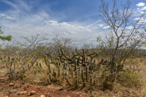 Paisagem da Caatinga, bioma debatido em seminário nacional realizado no Crato