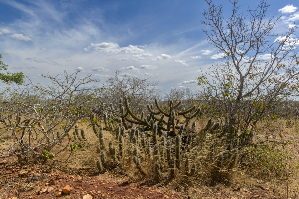 Paisagem da Caatinga, bioma debatido em seminário nacional realizado no Crato