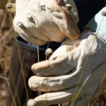 Pesquisadora observa planta rara em área de campo rupestre