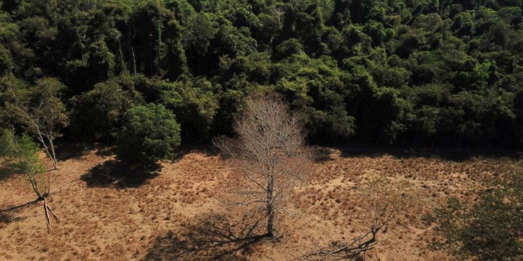 Após COP17, Brasil enfrenta cobrança para cumprir metas de restauração 1 Área de vegetação em recuperação após processo de degradação ambiental