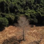 Área de vegetação em recuperação após processo de degradação ambiental
